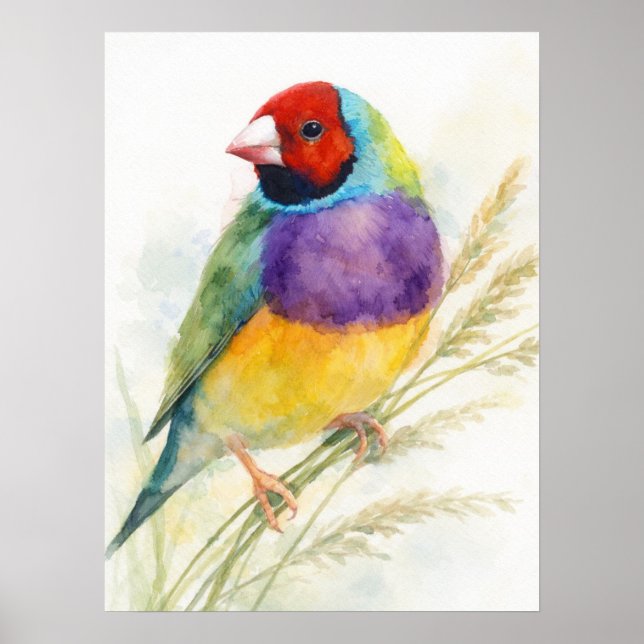 Colorful Gouldian Finch Bird Perched Poster (Framsidan)
