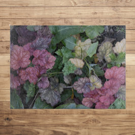 Colorful Heuchera Plant Lövs Botanical