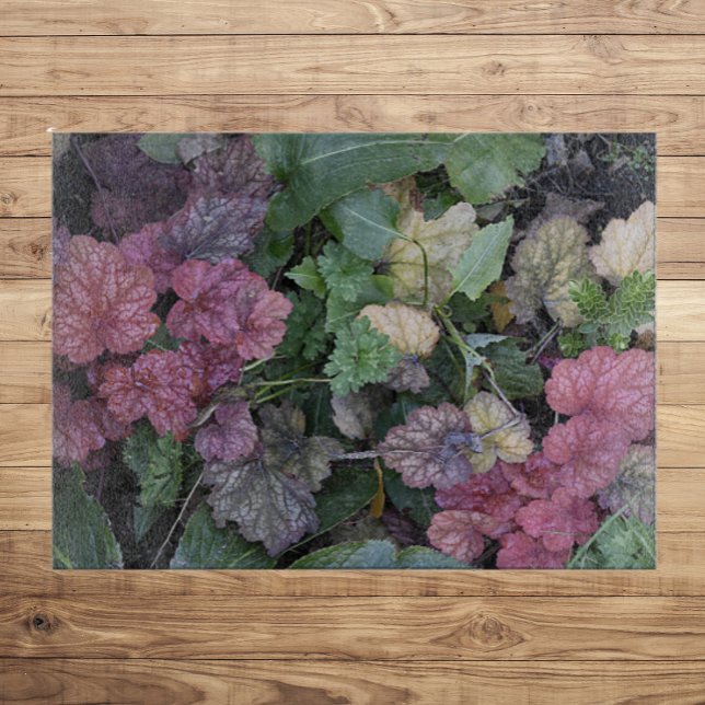Colorful Heuchera Plant Lövs Botanical (In Situ)