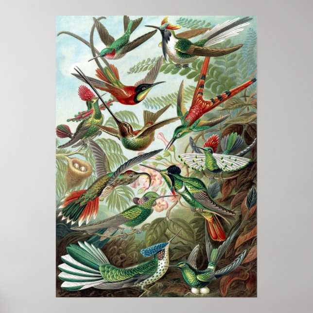 Colorful Hummingbird av Ernst Haeckel Poster (Framsidan)