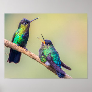 Colorful Hummingbird-par, tillsammans Poster