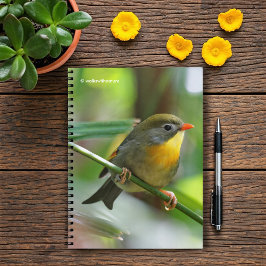 Colorful Leiothrix / Pekin Robin Songbird Anteckningsbok Med Spiral