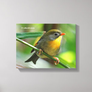 Colorful Leiothrix / Pekin Robin Songbird Canvastryck
