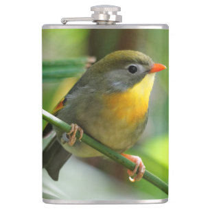 Colorful Leiothrix / Pekin Robin Songbird Fickplunta
