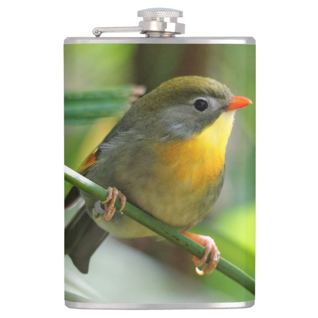 Colorful Leiothrix / Pekin Robin Songbird Fickplunta (Framsidan)