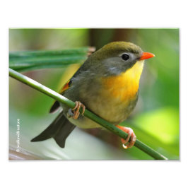 Colorful Leiothrix / Pekin Robin Songbird Fototryck