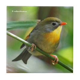 Colorful Leiothrix / Pekin Robin Songbird Kakelplatta