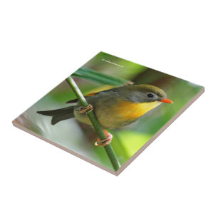 Colorful Leiothrix / Pekin Robin Songbird Kakelplatta