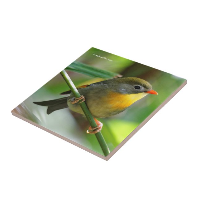 Colorful Leiothrix / Pekin Robin Songbird Kakelplatta (Sidan)
