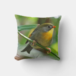 Colorful Leiothrix Pekin Robin Songbird Kudde