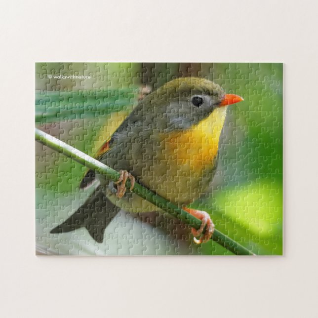 Colorful Leiothrix / Pekin Robin Songbird Pussel (Horisontell)