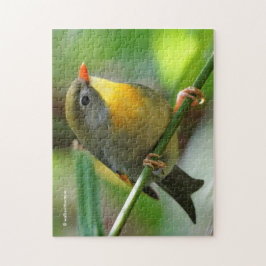 Colorful Leiothrix / Pekin Robin Songbird Pussel