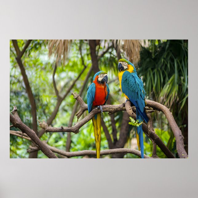 Colorful Macaw Parrots Perched Together Poster (Framsidan)