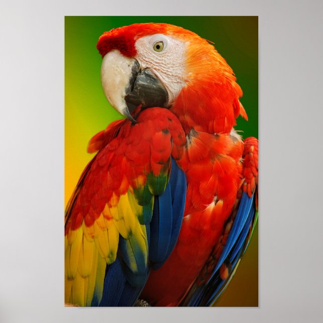 Colorful macaw poster (Framsidan)
