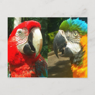 Colorful Macaws, Trinidad Postcard Vykort