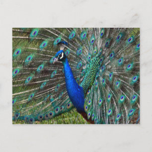 Colorful male peacock vykort