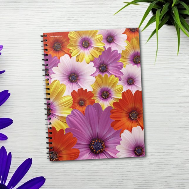 Colorful Medley of African Daisys Flowers Anteckningsbok (Colorful Medley of African Daisies Journal Cover Photo)