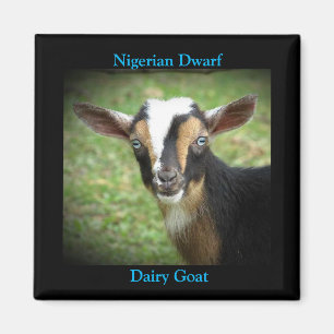 Colorful Nigerian Dwarf Dairy Goat Kid Magnet