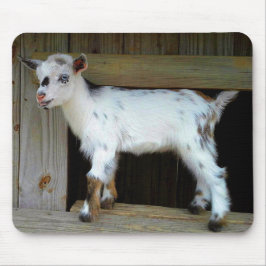 Colorful Nigerian Dwarf Dairy Goat Kid Musmatta