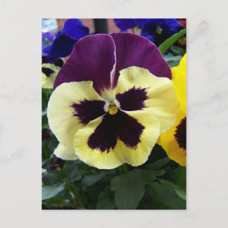 Colorful Pansy Vykort