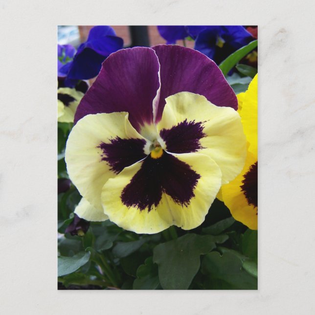 Colorful Pansy Vykort (Framsida)
