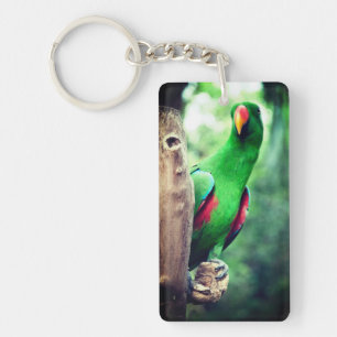 Colorful Parrot Macaw Bird