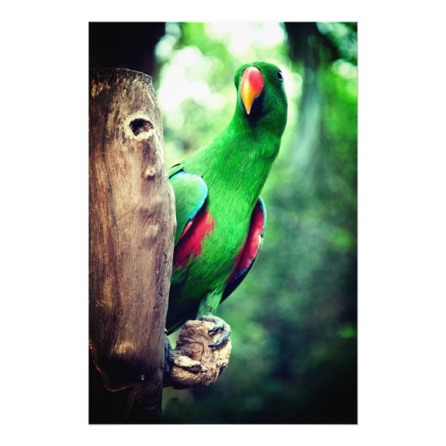 Colorful Parrot Macaw Bird Fototryck (Framsidan)