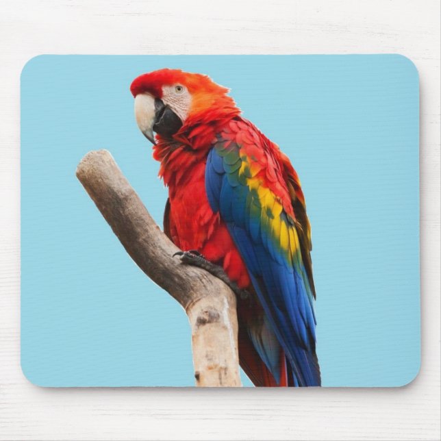 Colorful Parrot Portrait Photo Musmatta (Framsidan)