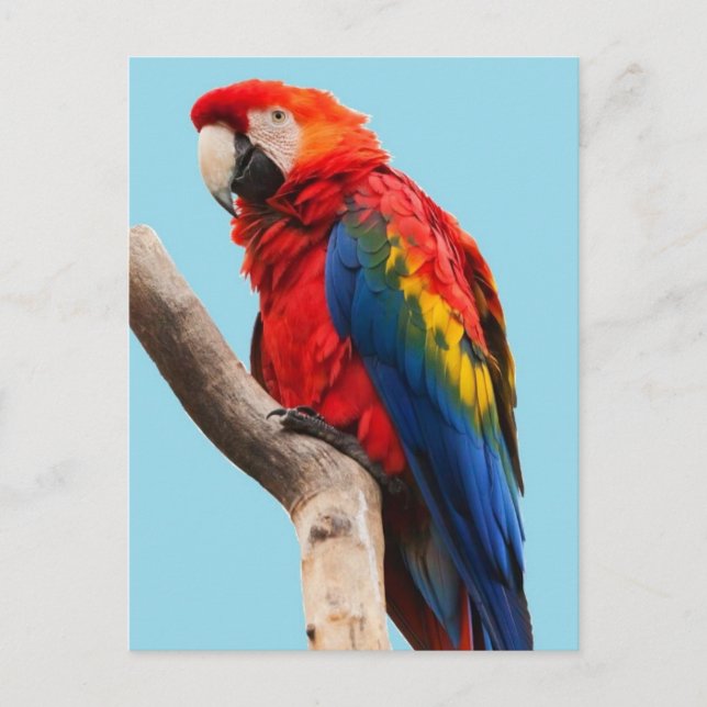 Colorful Parrot Portrait Photo Vykort (Framsida)