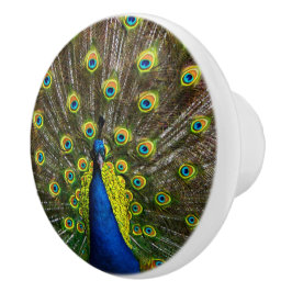 Colorful peacock knopp