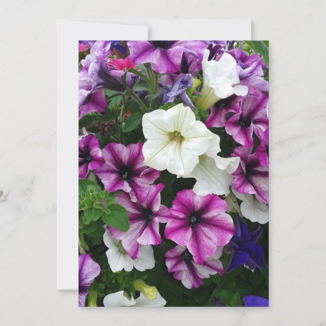 Colorful Petunias Blank Kort (Framsida)