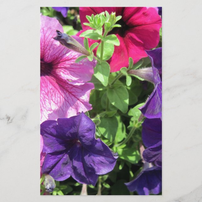 Colorful Petunias Brevpapper (Framsida)