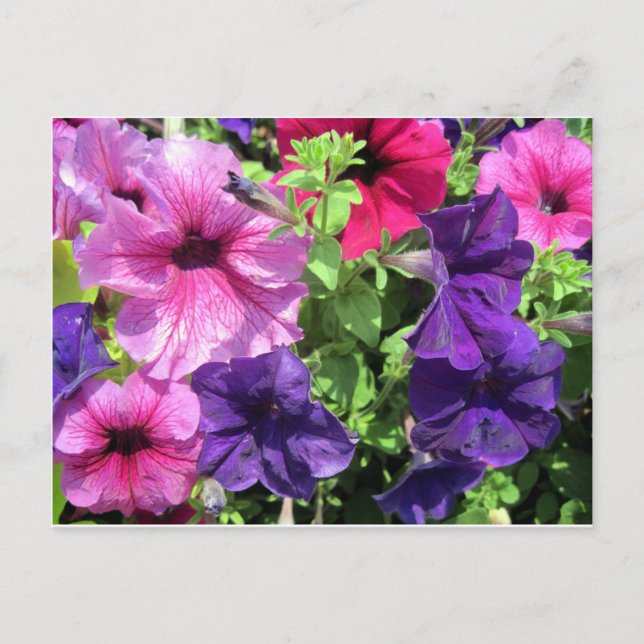 Colorful Petunias Vykort (Framsida)