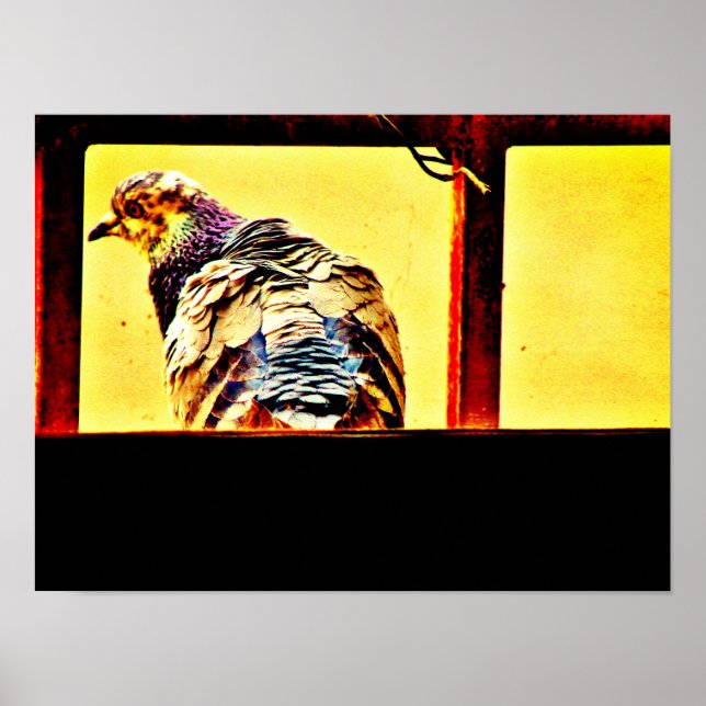 Colorful Pigeon Poster (Framsidan)