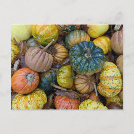 Colorful Pumpkin Postcard Vykort