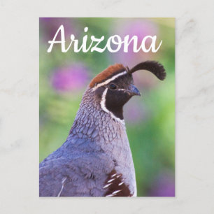 Colorful Quail, Arizona Vykort