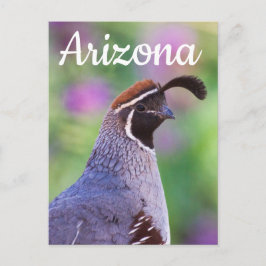 Colorful Quail, Arizona Vykort