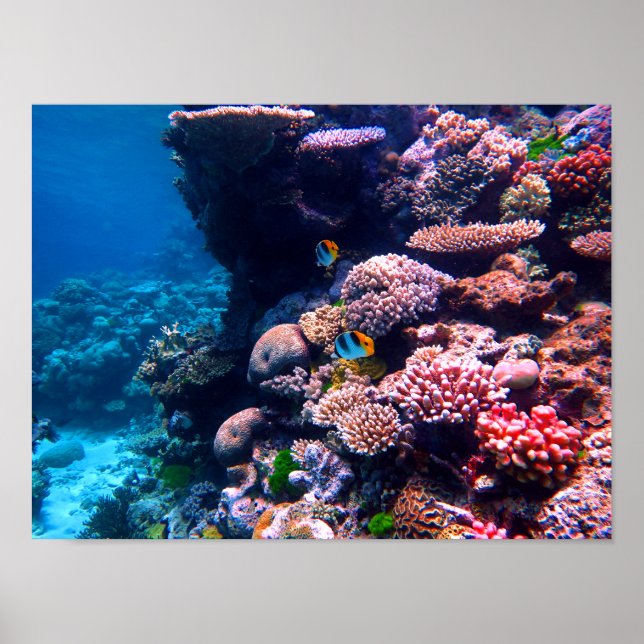 Colorful Tropical Coral Reef Poster (Framsidan)