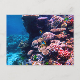 Colorful Tropical Coral Reef Vykort
