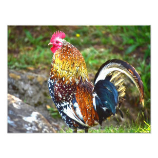 Colorful Tupp - Kauai, Hawaii Fototryck