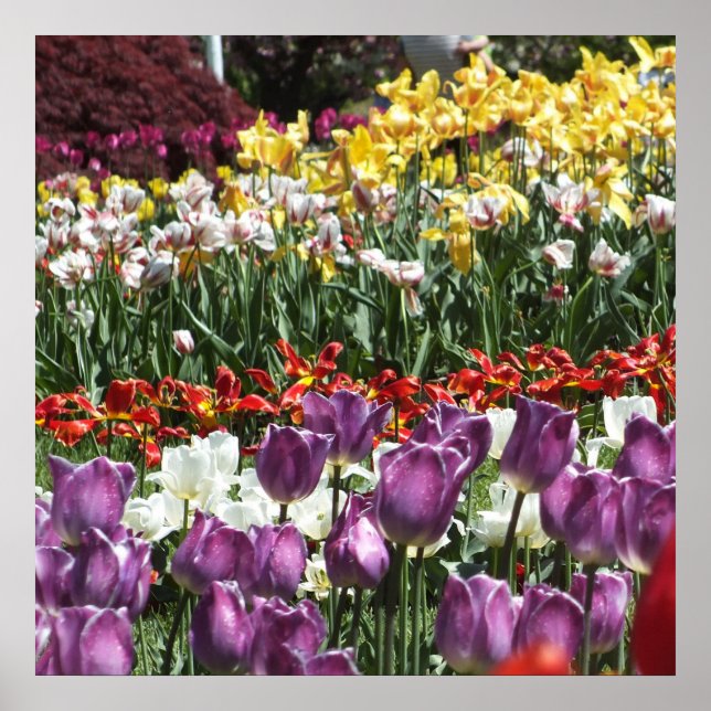 Colorful Vår Tulip Garden, Elizabeth Park Poster (Framsidan)
