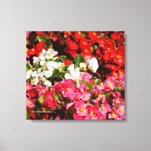 Colorful Vax Begonias Canvastryck