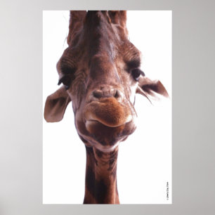 COLOSSAL POSTER - GIRAFFE ANSIKTE - HUMOR FOTO
