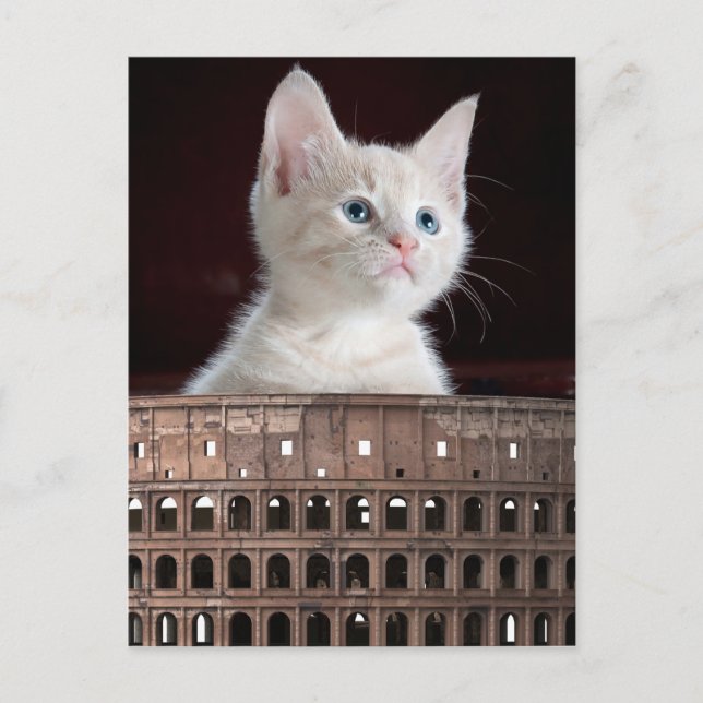 Colosseum, vit kattunge vykort (Framsida)