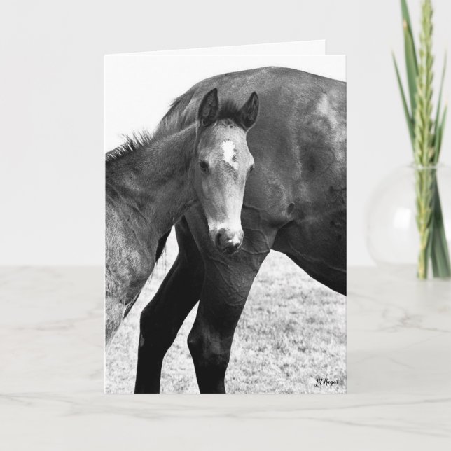 Colt Grattis på födelsedagen Kort (Framsida)