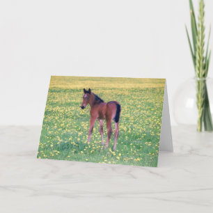 Colt i Dandelion Fält Kort