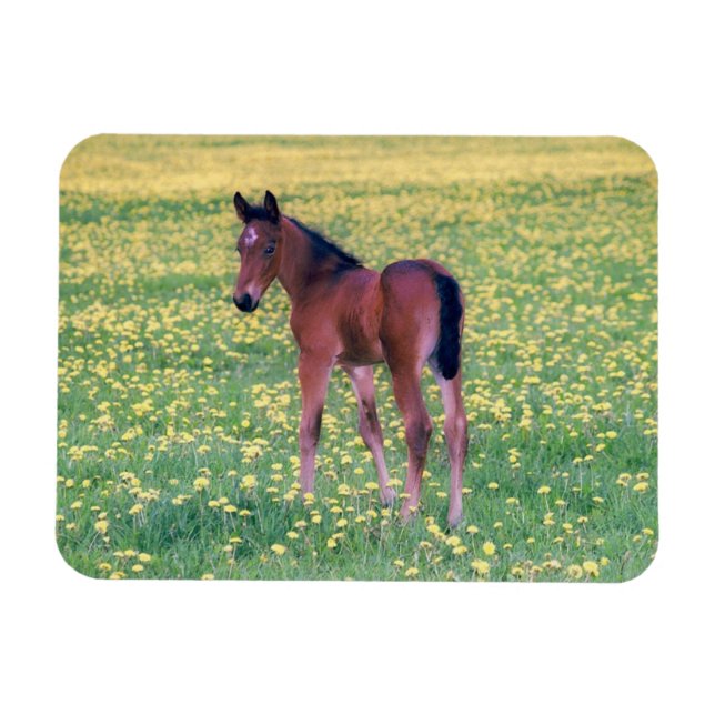 Colt i Dandelion Fält Magnet (Horisontell)