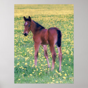 Colt i Dandelion Fält Poster