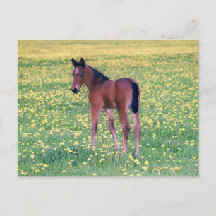 Colt i Dandelion Fält Vykort