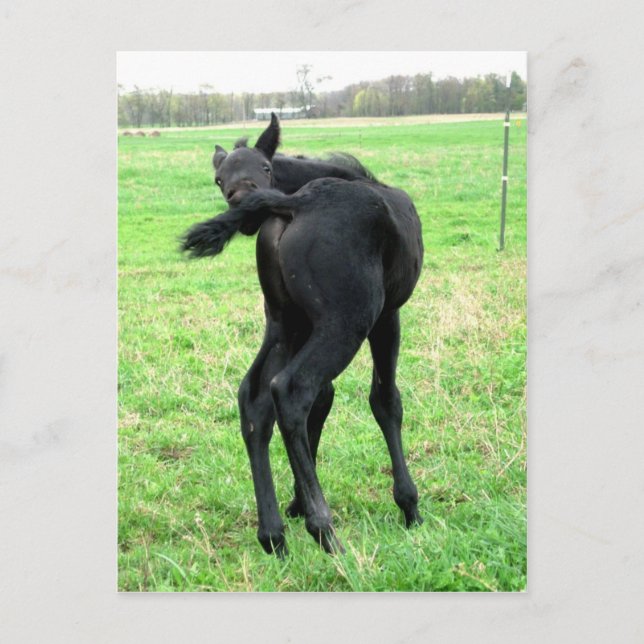 Colt's Itchy Bumm Vykort (Framsida)